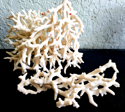 Natural white dead coral - white,