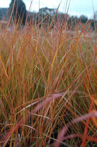 Pheasant tail grass - pheasant's,