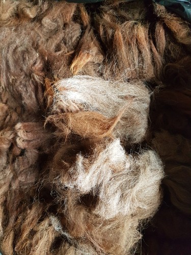 Alpaca wool fibre - fibre, bird