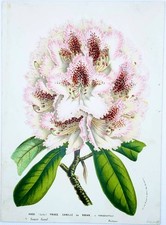 French Antique Natural History