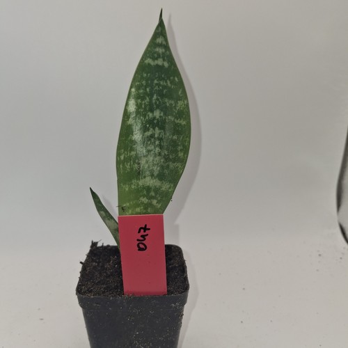 Sansevieria snake plant - snake, |