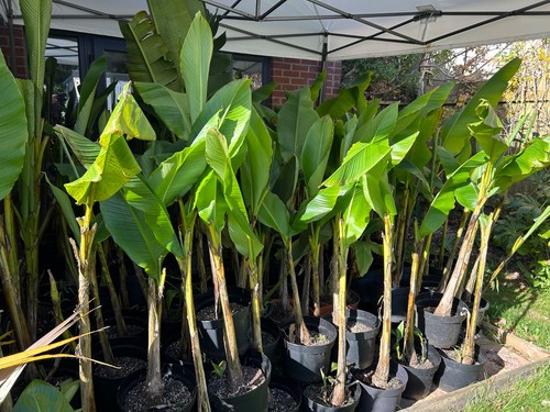 Musa basjoo hardy green - , banana