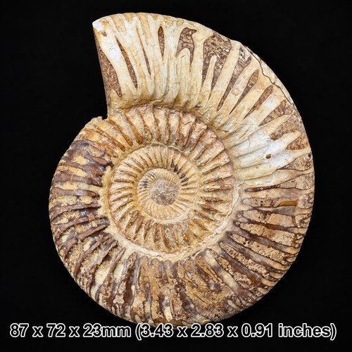 Perisphinctes ammonite fossil - perisphinctes,