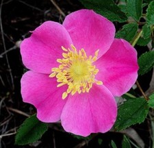 Rosa carolina | Pasture Sand