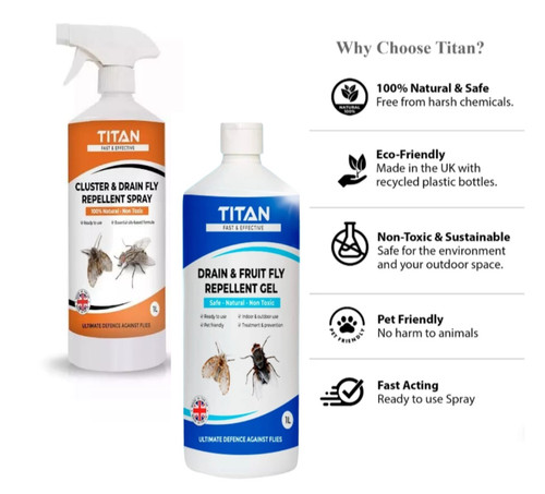 Fruit fly drain sewer flies - drain,