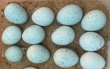 🐤Not live ✳️ 12 Pure