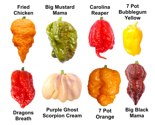 Worlds hottest chilli - -, 55