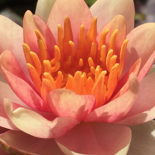 Chrysantha dwarf small - chrysantha,