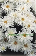 CRAZY DAISY - LEUCANTHEMUM  250 FINEST SEEDS