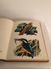 Lovely COLLINS vintage hardback book OUR BIRD BOOK’ - by Rogerson Tunnicliffe 