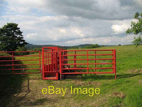 Photo 6x4 new cattle - 6x4, crush