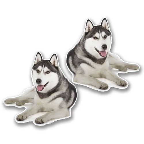 Siberian husky vinyl - siberian,