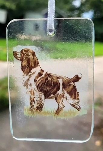 Springer spaniel dog - springer,