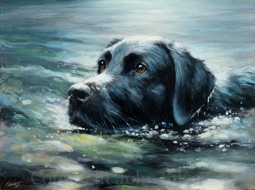 Black labrador swimming - labrador,