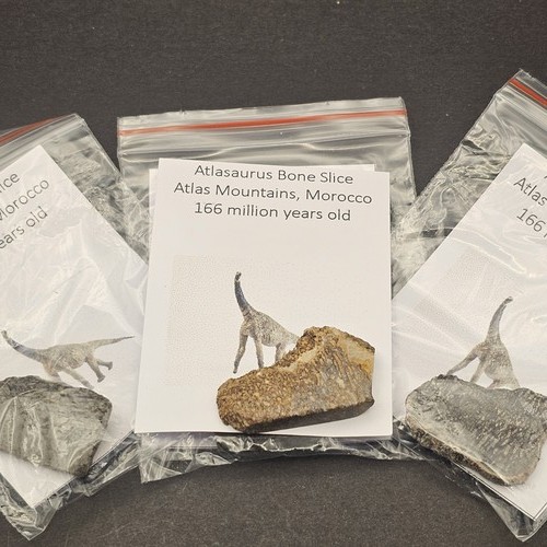 Genuine dinosaur bone fossil - genuine,