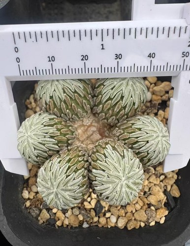 Raresucculent plant - raresucculent,