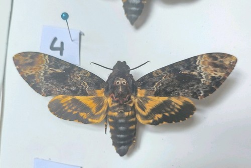 Acherontia lachesis death head - acherontia,