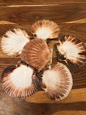 Scallop shells 12cm large - scallop,