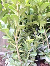 3x Box Hedging Plants 20cm