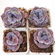 Echeveria Dark Opal 3cm Plant