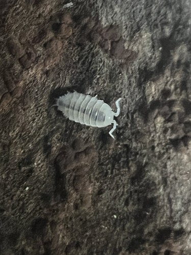 Dwarf white isopods - dwarf,