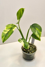 Monstera Lechleriana Albo