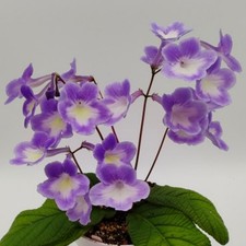 Streptocarpus Bristol's Spring
