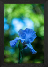Beautiful flowers Framed Wall