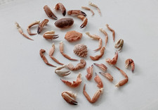 30 Medium Crab Claws and Legs