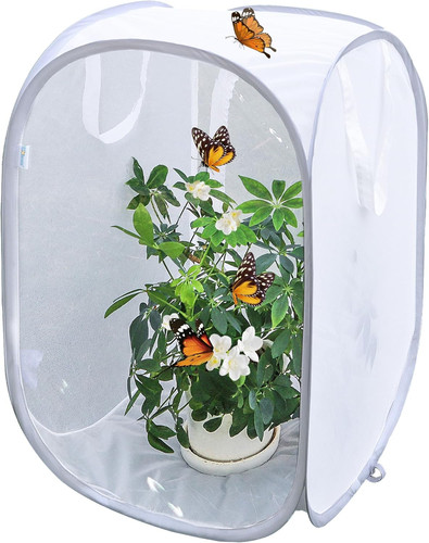Pop insect and butterfly - pop-up,