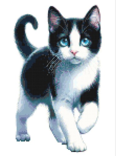 Black white kitten cat - black,