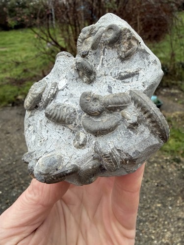 Ludwigia ammonite isle of - ammonite,,