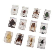 12x Real Bug Specimens
