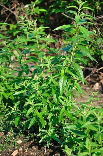 Lemon verbena garden - lemon, herb