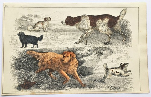 Gun dogs retrievers antique - gun, dogs,