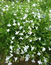 TRAILING LOBELIA CASCADE WHITE