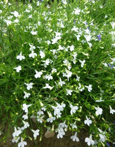 Trailing lobelia cascade - trailing,