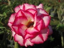 10 seeds of ADENIUM OBESUM AURA, Desert Rose + FREE GIFT