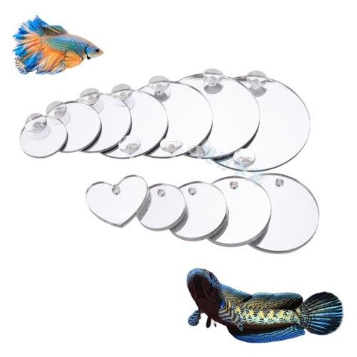 Aquarium betta mirror fish - aquarium,