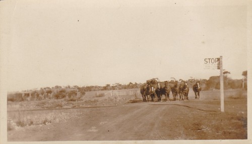 Horses real photograph - ,