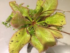 Drosera x “Andromeda” ( schizandra x prolifera)  - Sundew - Carnivorous Plant