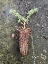 Atlas Cedar Tree - Cedrus