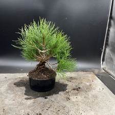 Shohin Mugo Pine Bonsai Tree (Mountain Pine )