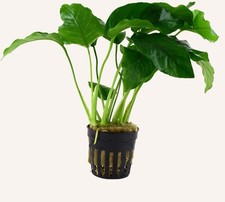 Anubias Barteri Large Live Aquarium Plants Tropical Tank.