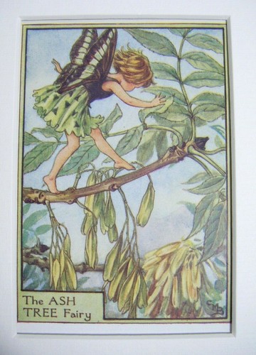 Vintage flower fairies - vintage, print