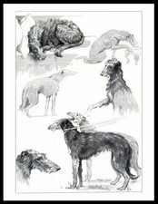 DEERHOUND DOGS IN DIFFERENT