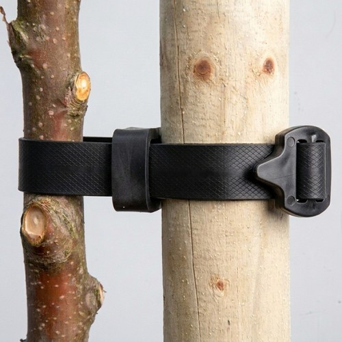 Buckle tree ties rubber strap - tree,