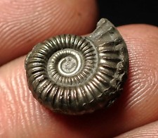 Crucilobiceras pyrite ammonite