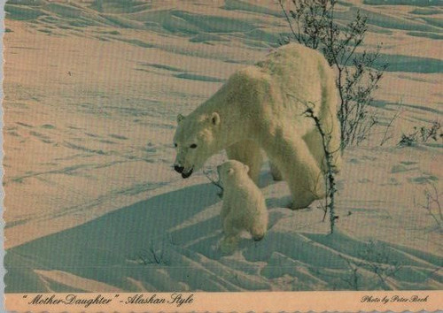 Alaskan polar bear cub - polar,