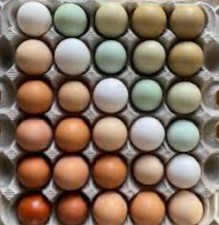 12 x FERTILE CHICKEN eggs4saleFREE✅RANGE LOVELY Pot Luck Mixed breedsd2